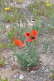 Papaver lecoqii