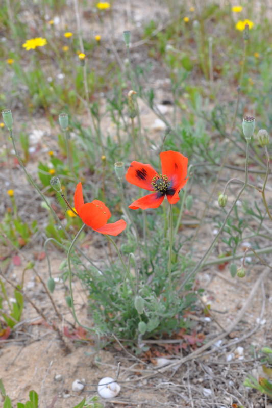 Image of Papaver lecoqii specimen.