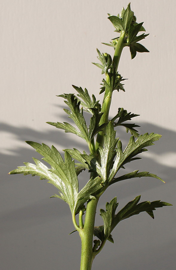 Image of genus Aconitum specimen.