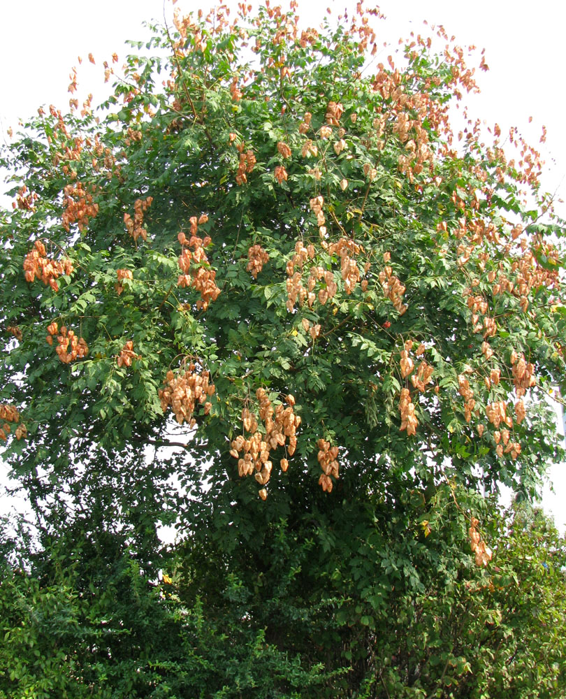 Image of Koelreuteria paniculata specimen.