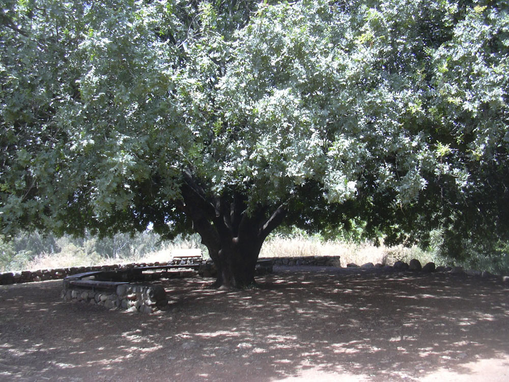 Image of Pistacia atlantica specimen.