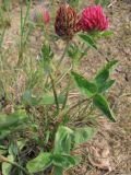 Trifolium pratense. Побег с соцветиями. Окр. Томска, свалка. 27.06.2012.