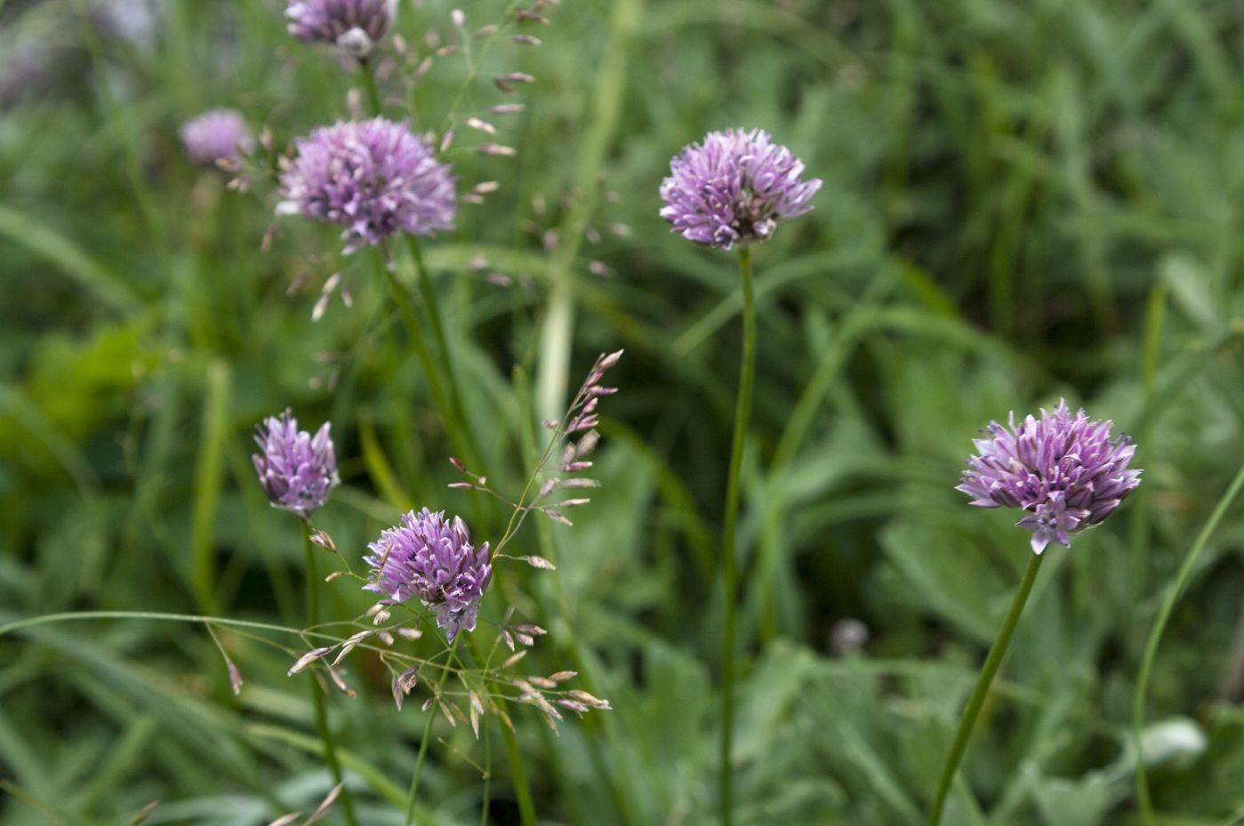 Image of Allium gubanovii specimen.