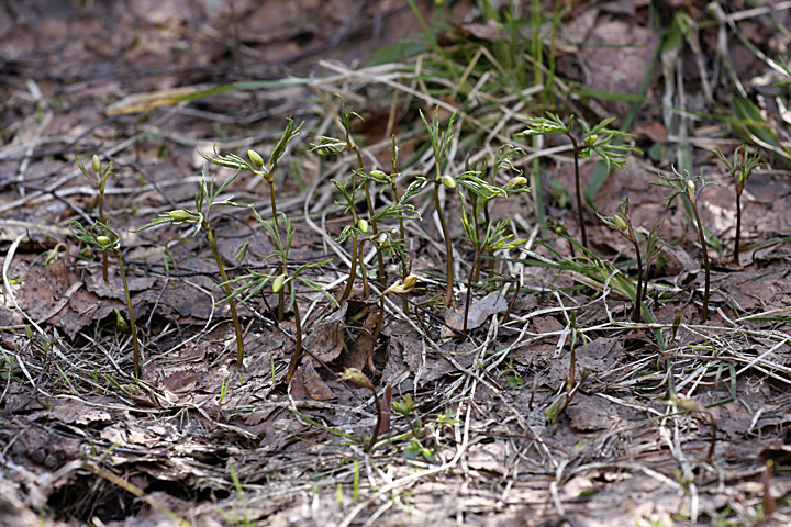 Image of Anemone nemorosa specimen.