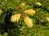 Picea ajanensis. Часть ветви с молодыми побегами. Хабаровский край, Ванинский р-н, окр. пос. Высокогорный. 03.06.2007.