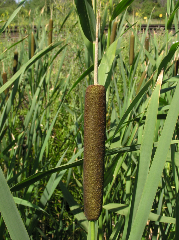 Image of Typha latifolia specimen.