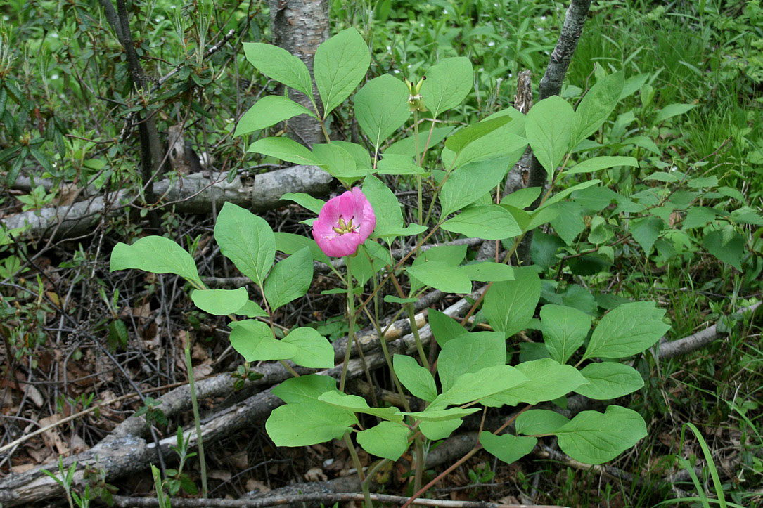 Image of Paeonia obovata specimen.
