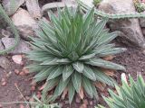 Agave victoriae-reginae. Вегетирующее растение. Украина, г. Запорожье, Запорожский детский ботанический сад. 14.02.2009.