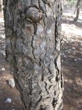 Pinus halepensis. Часть ствола. Израиль, Северный Негев, лес Лаав. 19.01.2013.