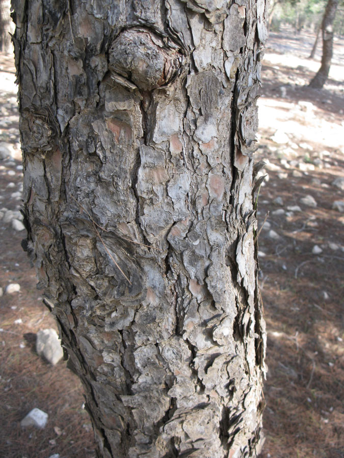 Изображение особи Pinus halepensis.