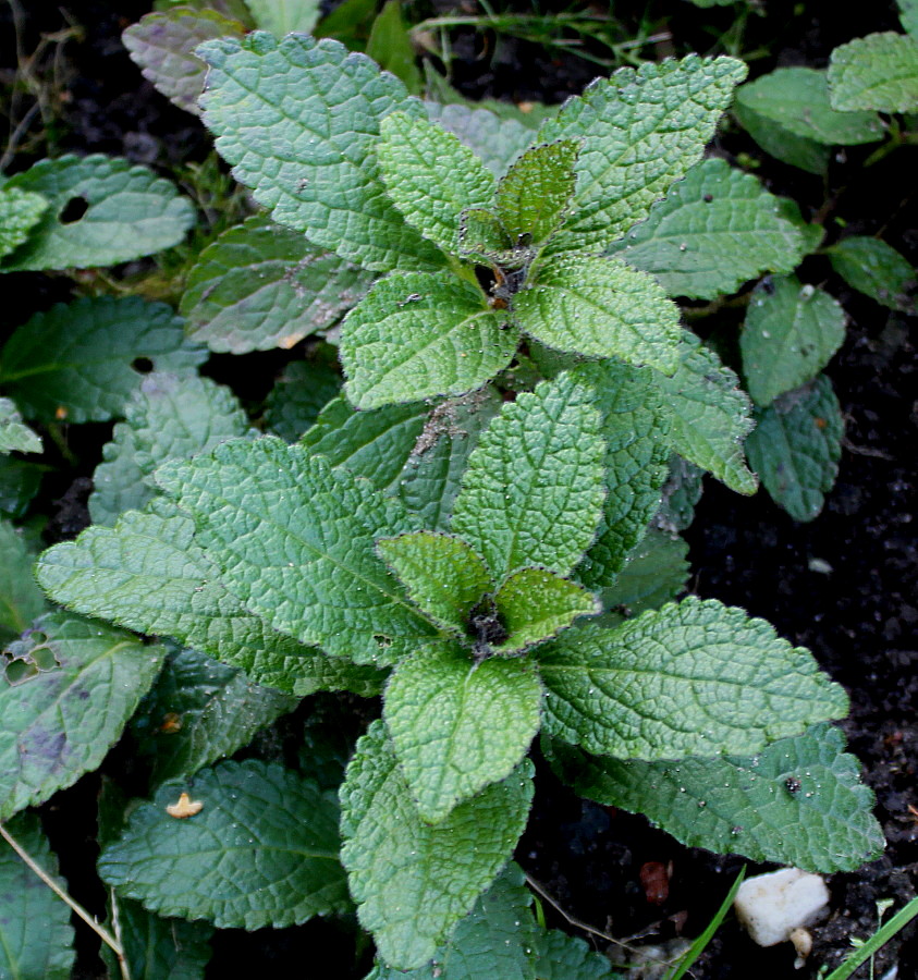 Изображение особи Melittis melissophyllum.