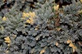 Juniperus squamata