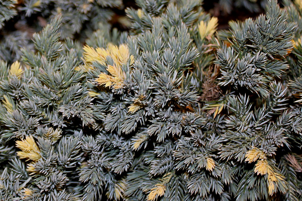 Image of Juniperus squamata specimen.