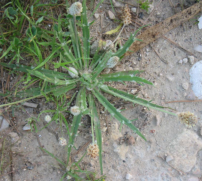 Изображение особи Plantago notata.