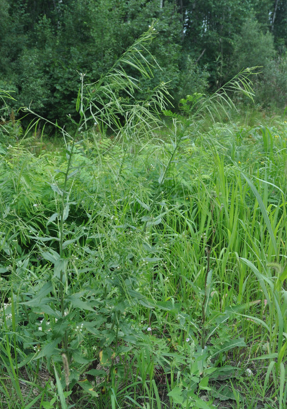 Image of Arabis pendula specimen.