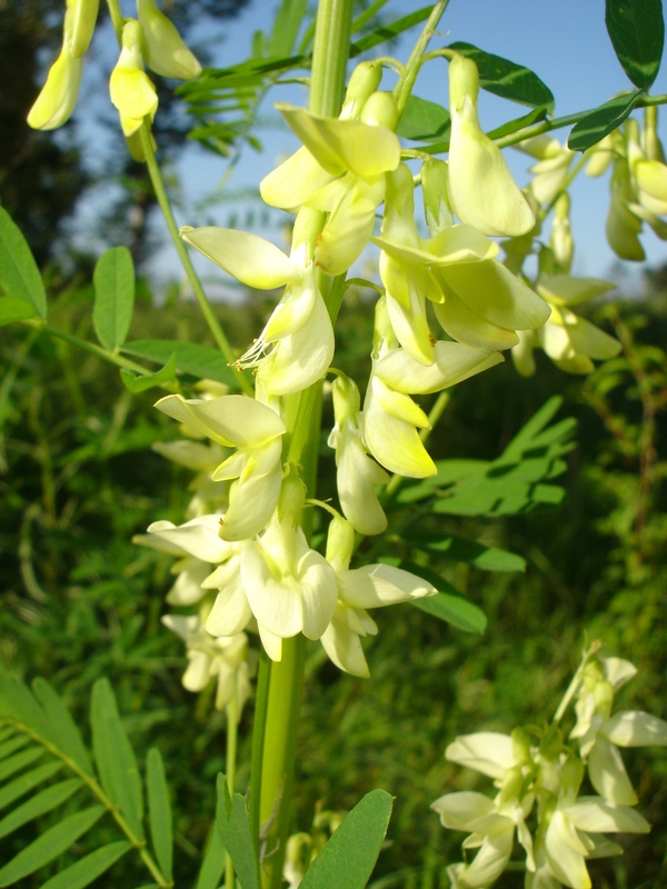 Image of Astragalus chinensis specimen.