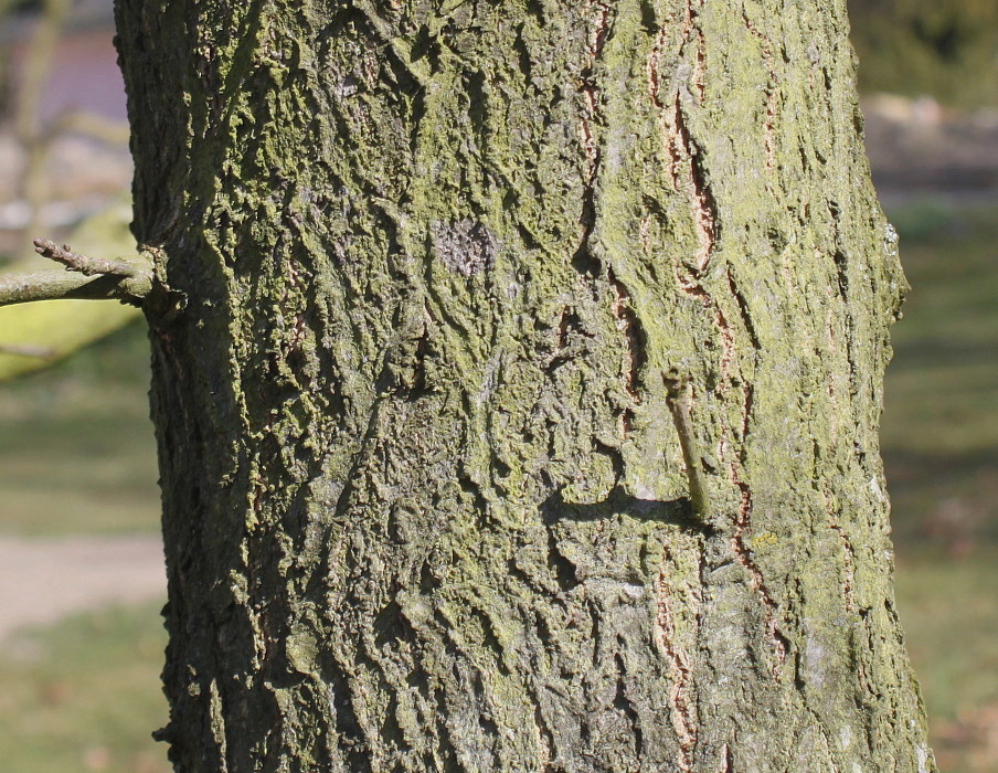 Изображение особи Quercus imbricaria.