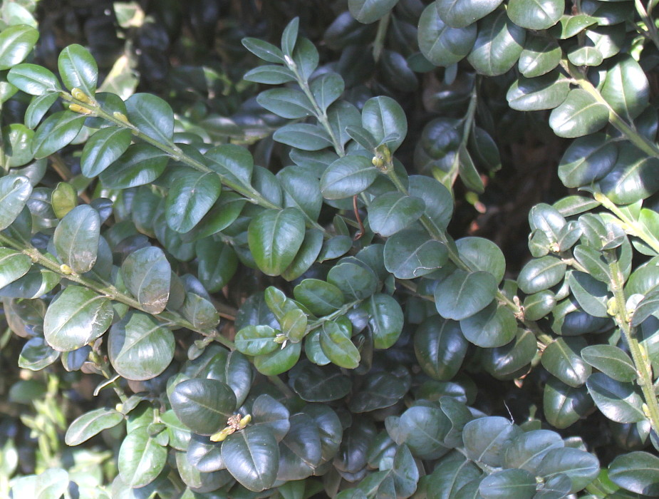 Изображение особи Buxus sempervirens.