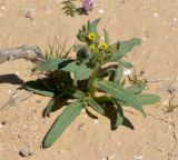 Arnebia decumbens. Цветущее растение. Израиль, нагорье Негев, окр. киббуца Сде Бокер. 10.03.2013.