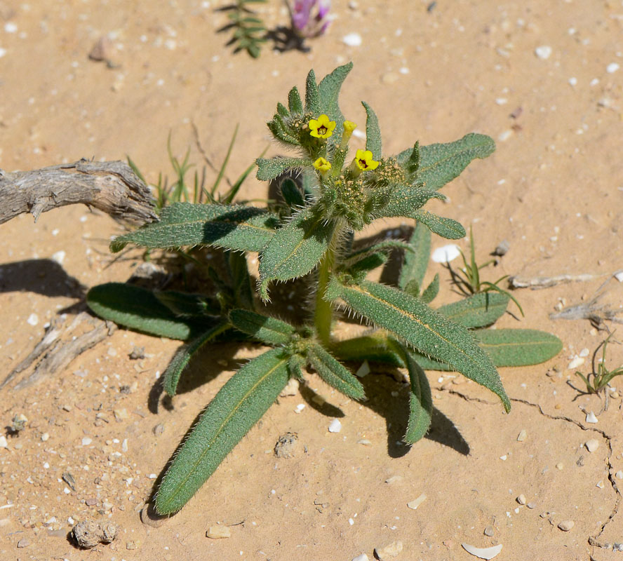 Изображение особи Arnebia decumbens.