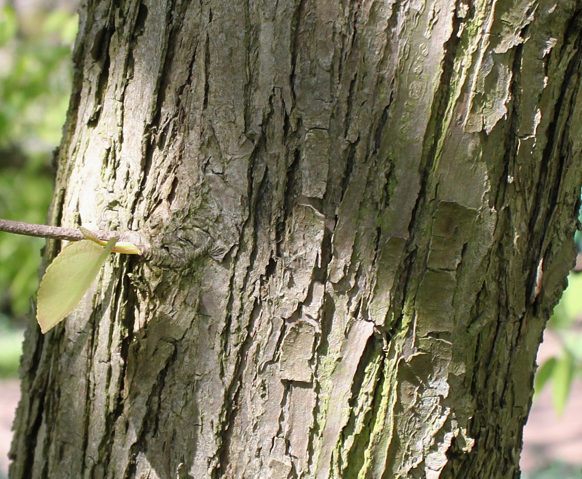 Image of Cercidiphyllum magnificum specimen.