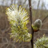 Salix cinerea