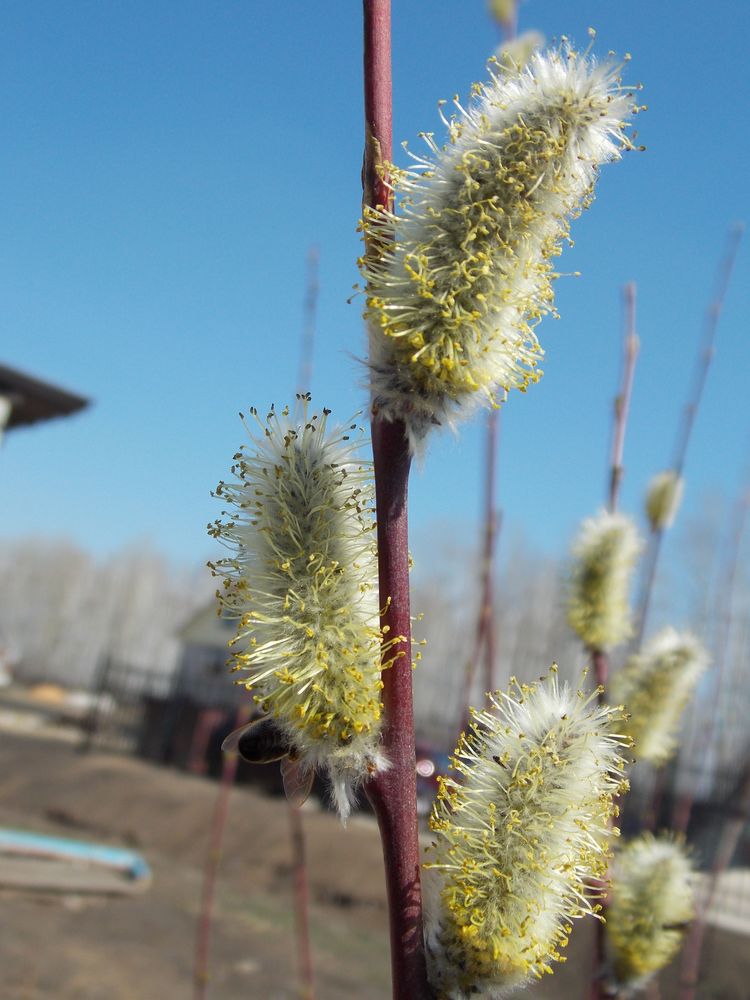 Image of Salix acutifolia specimen.