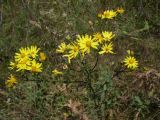 Senecio borysthenicus