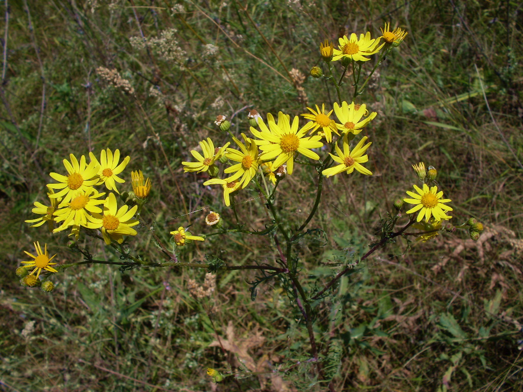 Image of Senecio borysthenicus specimen.