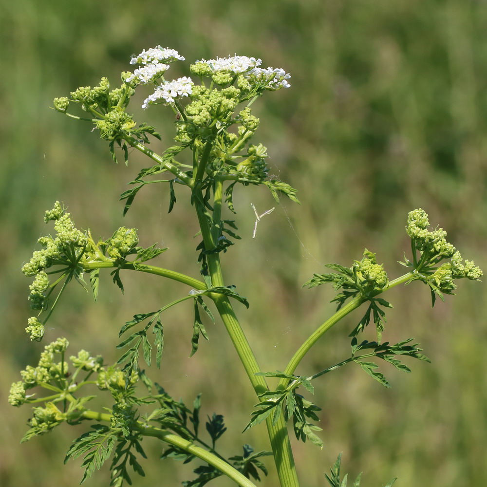 Изображение особи Conium maculatum.