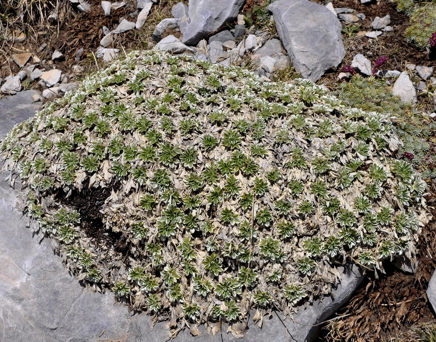 Изображение особи Potentilla deorum.