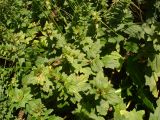 Ajuga genevensis. Вегетирующие растения. Украина, г. Запорожье, посадка возле оз. Кушугум. 06.07.2013.
