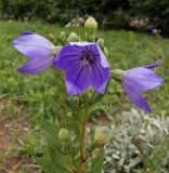 Platycodon grandiflorus