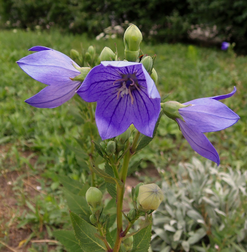 Изображение особи Platycodon grandiflorus.