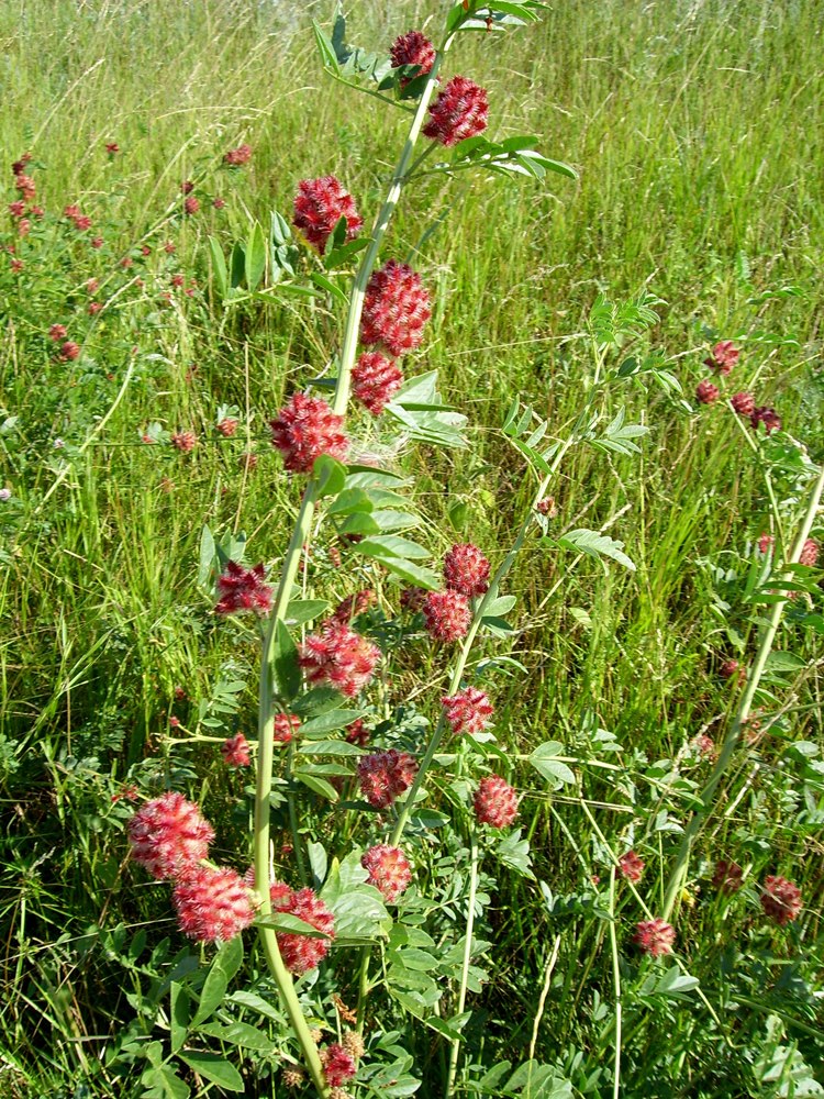 Изображение особи Glycyrrhiza echinata.