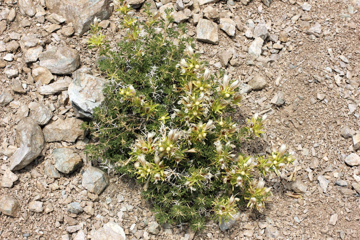 Image of Lagochilus occultiflorus specimen.