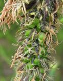 Carex acuta. Часть аномального метельчатого пестично-тычиночного колоска. Костромская обл., Кадыйский р-н, окрестности дер. Селище, берег р. Нёмда. 17 июня 2013 г.