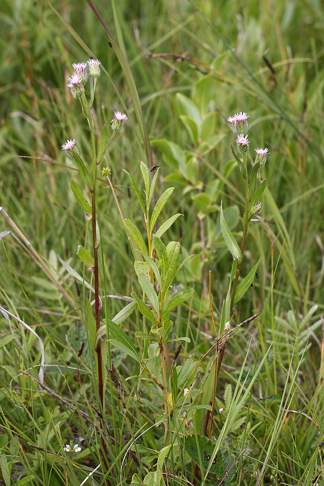 Image of Erigeron politus specimen.