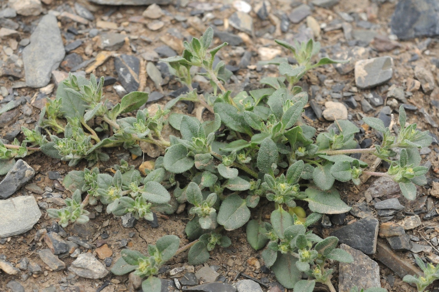 Image of Axyris prostrata specimen.