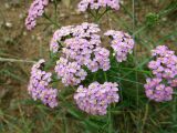 Achillea millefolium