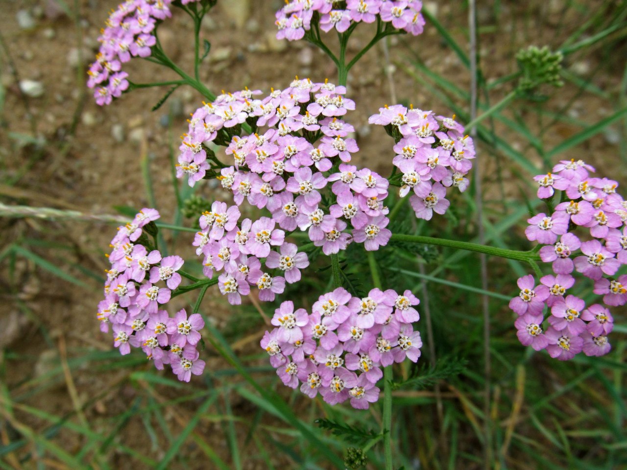 Image of Achillea millefolium specimen.