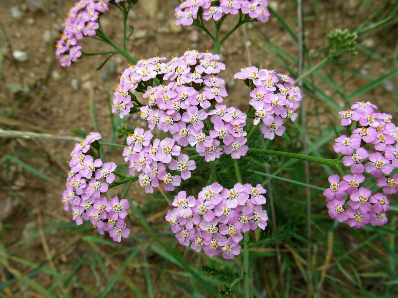 Изображение особи Achillea millefolium.