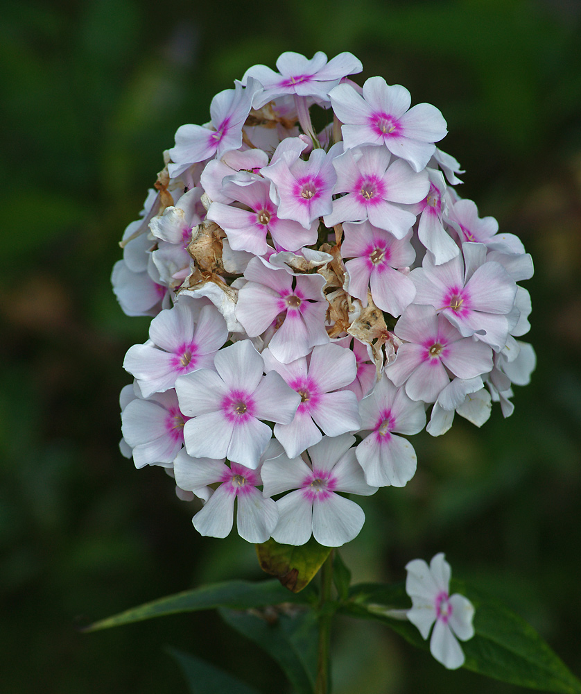 Изображение особи Phlox paniculata.