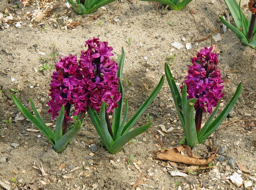 Image of Hyacinthus orientalis specimen.