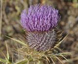 Cirsium eriophorum