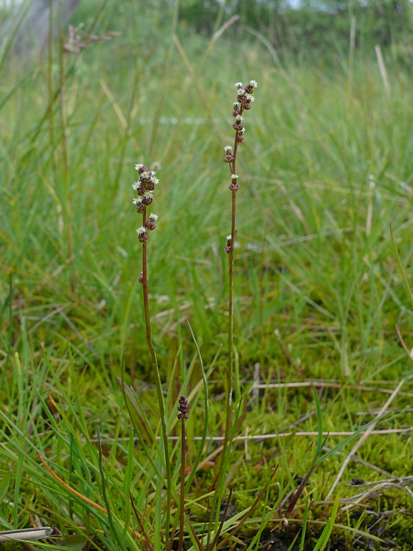 Image of Triglochin palustris specimen.