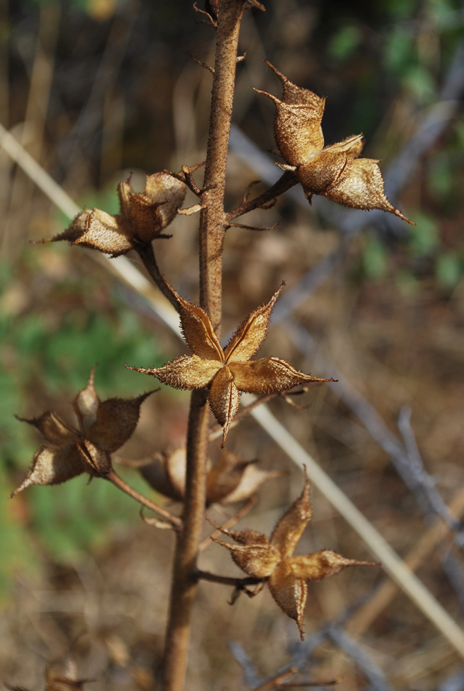 Изображение особи Dictamnus angustifolius.