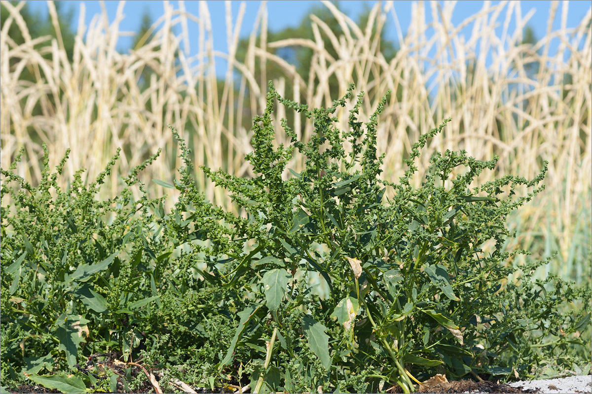 Изображение особи Atriplex nudicaulis.