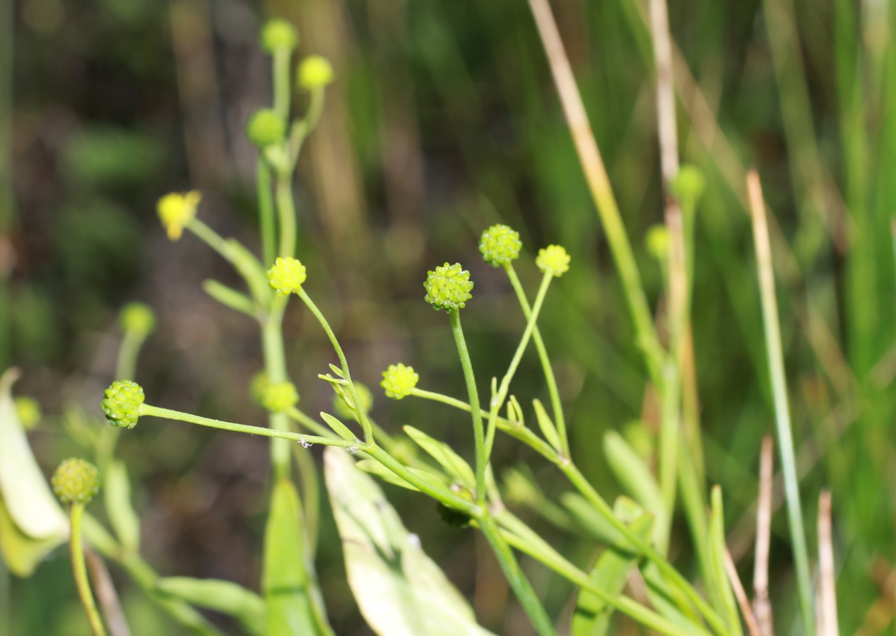 Изображение особи Ranunculus ophioglossifolius.