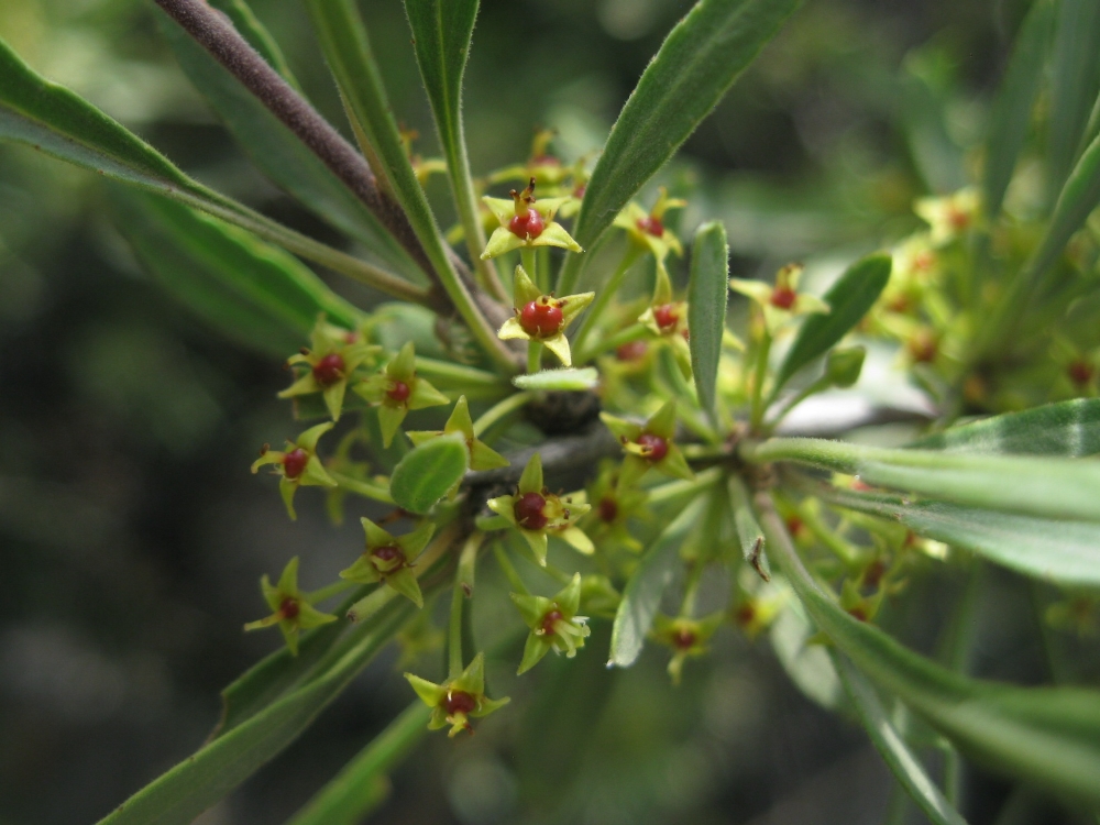 Image of Rhamnus erythroxyloides specimen.